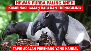 TAK DISANGKA! TAPIR ADALAH HEWAN PURBA PERPADUAN BABI GAJAH DAN LANDAK - FAKTA UNIK TAPIR ASIA