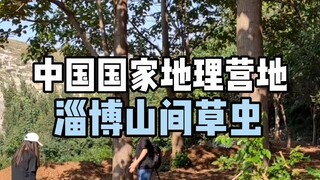 【中国国家地理营地】淄博山间虫草