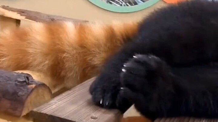 Don’t be fooled by how cute red pandas are—those little paws are actually razor‑sharp and pretty dan