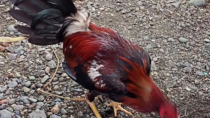 bostonsweater 1xwinner🐓