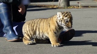 Hari Pertama Harimau Gemuk Pergi Bermain.