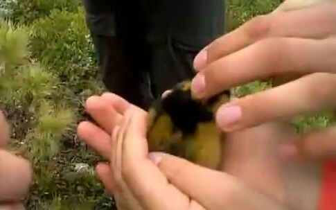 فأر يتباهى بلا أساس ويرتعب فورًا عند المواجهة!