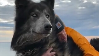 蓝湾牧羊犬也太帅了