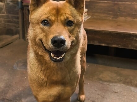 I’ve got such an understanding, sweet dog. #LocalDog #ChineseVillageDog #Dog #CutePet #Dahuang