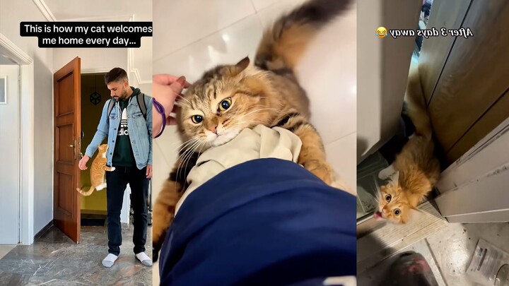 Who else gets this? The pure joy of being greeted by your cat the moment you walk in the door!