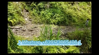 菲律宾铁矿区 ，今日实景拍摄，欢迎实力买家咨询，含量62-65%