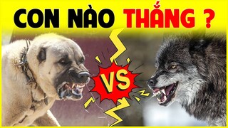 Kangal VS Sói Xám | Con Nào Thắng - Trận Chiến Siêu Kinh Điển Giữa 2 Loài