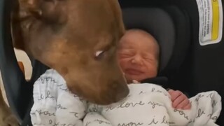 The dog loves its little owner!