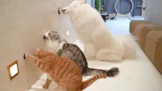 [Animals] My Pets' Reactions When The Snack Is On The Wall