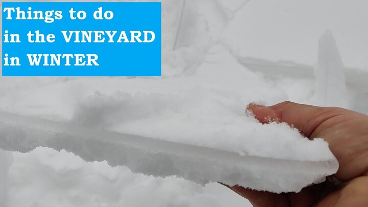 Breaking the Ice Crust of Snow in the Vineyard