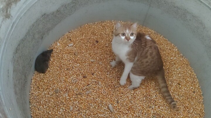 Looks like it’s not our cat that’s the problem.