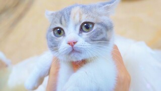 Apa reaksi kucing jika dicium 400 kali? Bibirnya sampai bengkak dan merah!