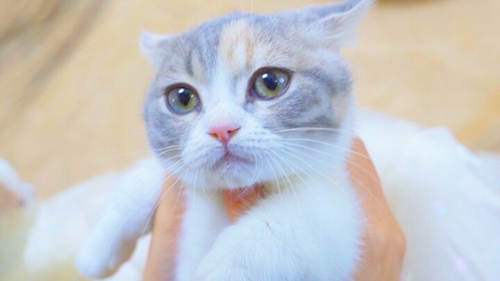 Hôn mèo 400 lần, mèo sẽ phản ứng thế nào? Hôn đến mức miệng sưng đỏ!