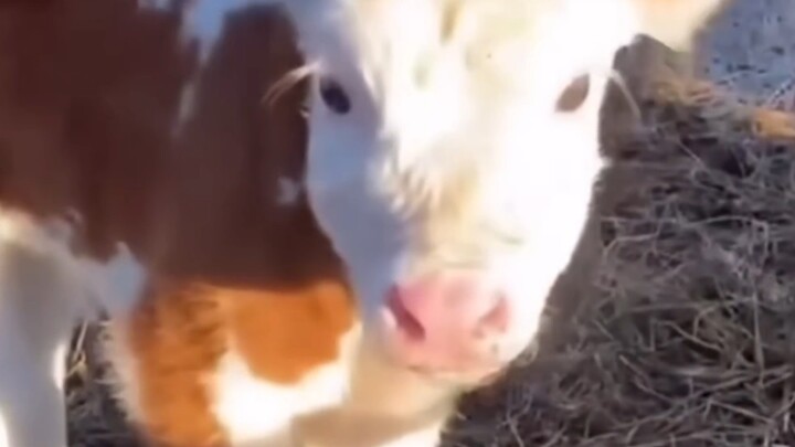 Beli seekor sapi kecil sebagai hewan peliharaan hanya dengan 5000 yuan!