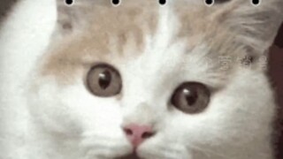 最好笑的是一个小学生再给一个大学生煮饺子 #搞笑 #万万没想到 #小孩姐