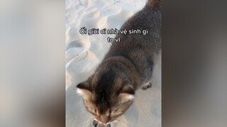 Nhà vệ sinh mèo meow meocatmoi  Cắt Moi