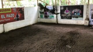 2nd fight loss Talisay 3rd fyt WiN kanaway wala Po tayong video 2nd and 3rd Low bat CP Ng handler