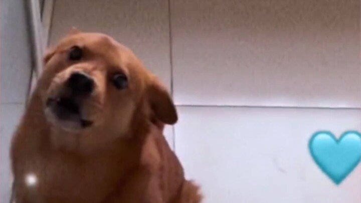 Dog: Look at my eyes!