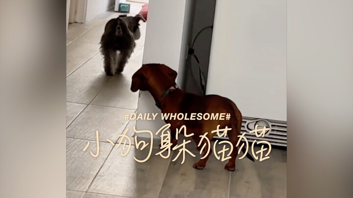 Even puppies love to play hide-and-seek!