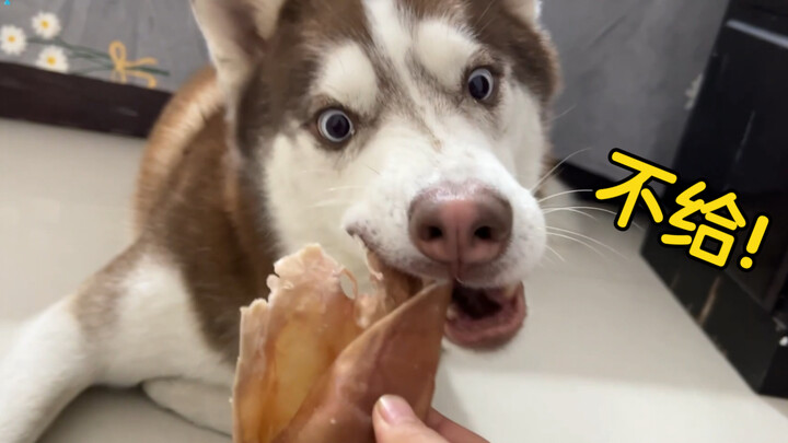 Akankah anjing bodoh ini mau berbagi camilan favoritnya dengan tuannya?