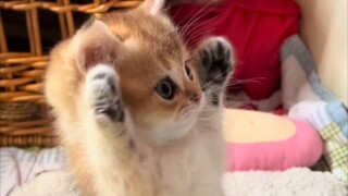 "Don't shoot! I surrender~"