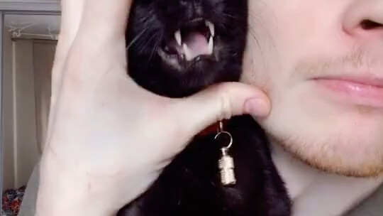 Kitten Forced to Perform, Singing "Poker Face"