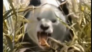 Wild giant panda captured on camera eating animal carcass