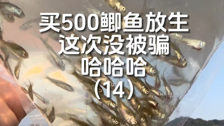 Today I released 500 crucian carp—and finally didn’t get scammed! Plus, no trash was left behind, so