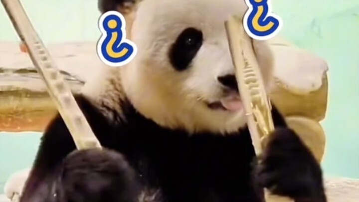 Lợn vòi Mã Lai: Hoàng A Mã, những chiêu dụ dỗ ngài dùng với nàng chưa từng áp dụng với con bao giờ.