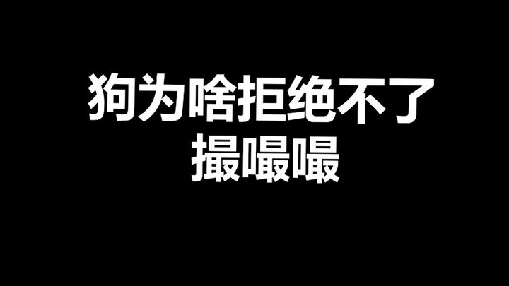 Fakta Menarik tentang Hewan Peliharaan: Anjing Tak Bisa Tahan Godaan “Cucu Cucu Cucu”? Ternyata Bany