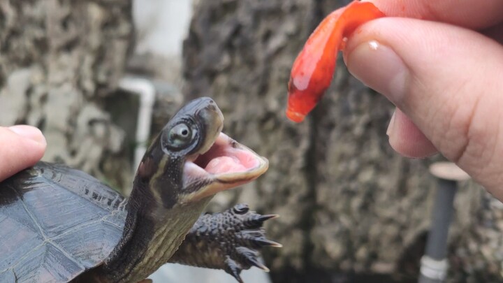 Tổng hợp cảnh rùa đẻ trứng: Tất cả trứng nở đều tặng cho bạn bè nuôi rùa – tìm cho chúng một gia đìn