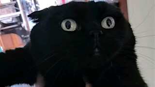 Let's test my cat's IQ today... The result doesn't matter; let's just enjoy the process! Sigh...