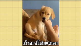 เพื่อนตัวน้อย สัตว์เลี้ยงแสนซน : เจ้าหมาขี้เล่นแสนซน