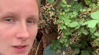 اختر عشوائيًا حبة توت أسود وانظر تحت المجهر لترى ما إذا كان بداخلها دودة أم لا.