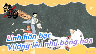 [Linh hồn bạc] Vương lên ngoan cường như bông hoa