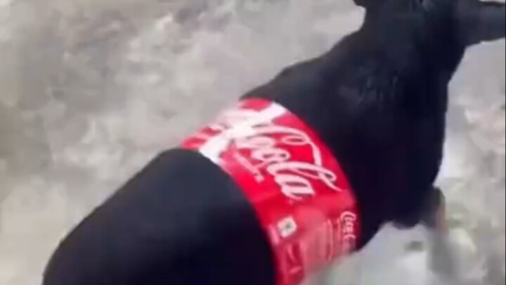 Dog Viral Funny Video
