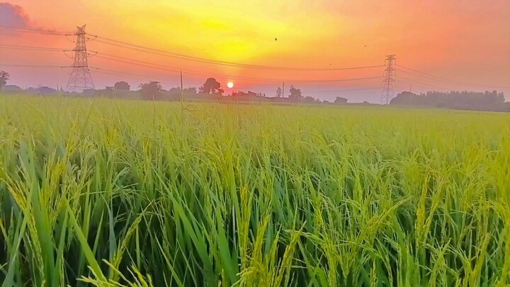 Mera dhan ka khet #vairal#video#trending#song
