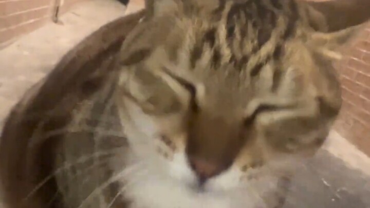 Cô bé ngoan Mi