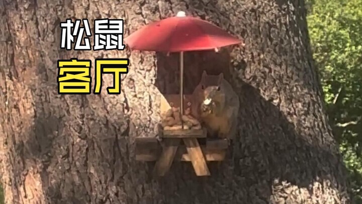 Those fun animal videos!