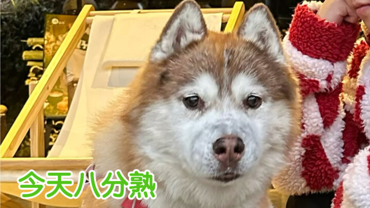 Don’t bring your dog near the brazier while you’re making tea… it’ll get scorched!