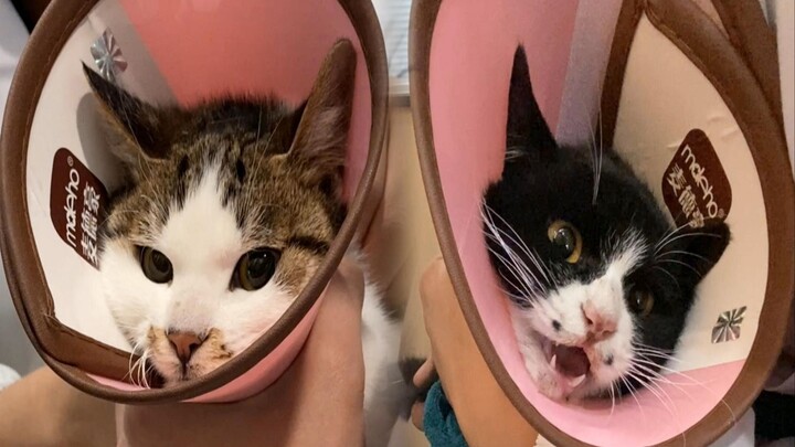 Unfortunately, both of them got caught in the loop.