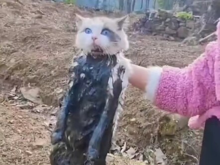 القطط تذهب إلى الريف