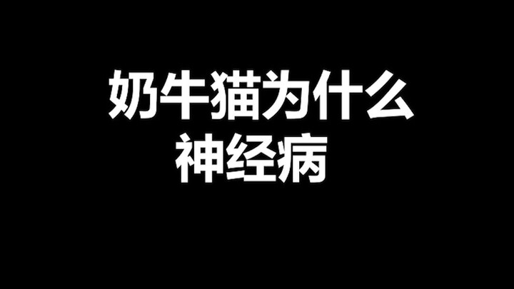 Fakta Unik tentang Hewan Peliharaan: Kenapa Kucing Sapi Disebut “Gila”? Dua Alasan Ini Bakal Kasih T
