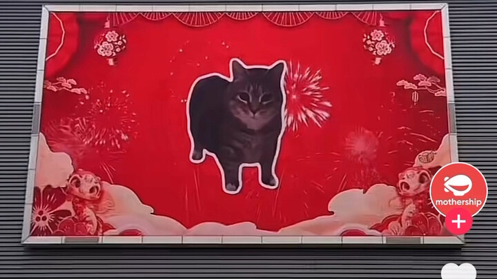 Foreign netizens seeing the ubiquitous Oiia cats all over China in TikTok comments