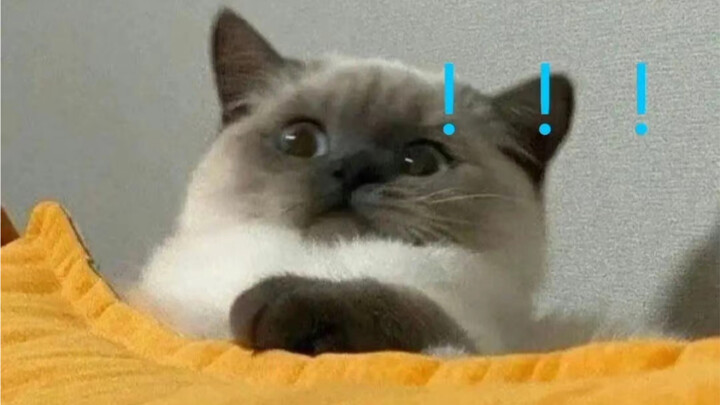 Menyebalkan! Ada yang bilang si manis ini nggak imut!