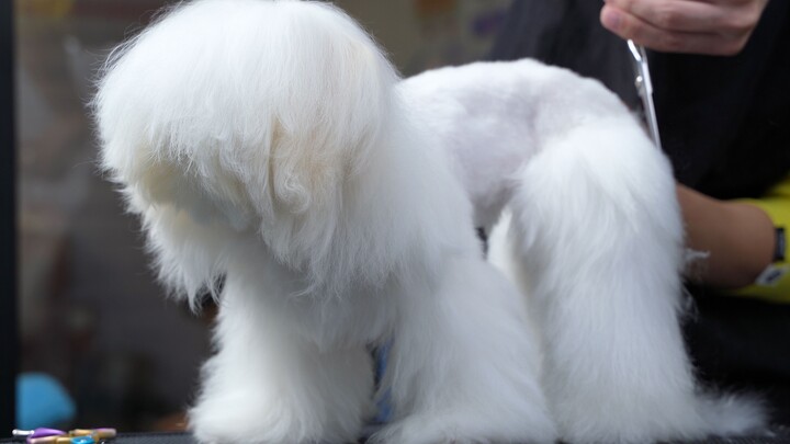 Just hours after the “hairy monster” showed up at the pet store, it transformed into a stunning beau