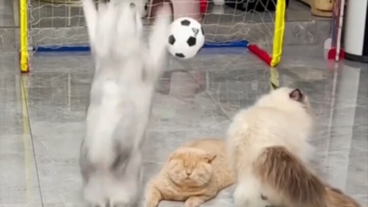 Khi những chú mèo bắt đầu chơi bóng đá