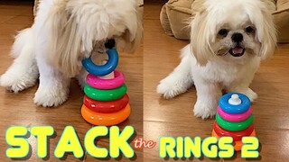 Shih Tzu Puppy Attempts to Stack His Toy Rings with Ease (Cuteness Overload)