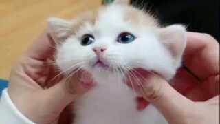 Uleni anak kucing, belai anak kucing, video penyembuhan