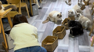 Kereta Kucing
